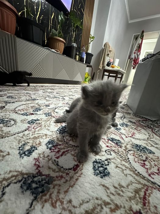 Котенки бесплатно