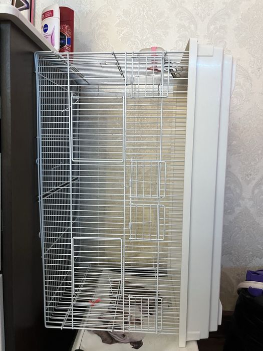 Продам доя грызунов