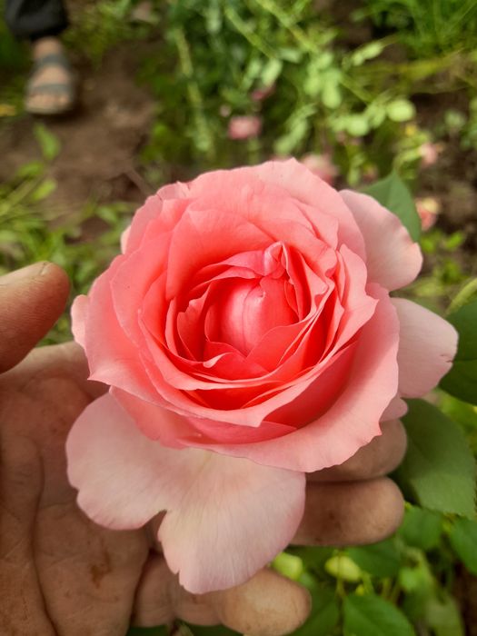 Англиские и Голландские розы