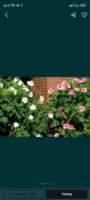 Archa koʻchatlar xar xil manzarali dekrativni koʻchatlarimiz bor