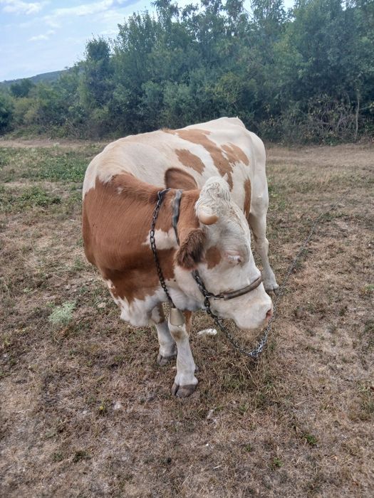 Vaca de 3 ani gestata