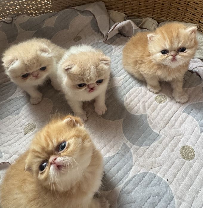 Котята экзоты Flappy мальчики и девочки