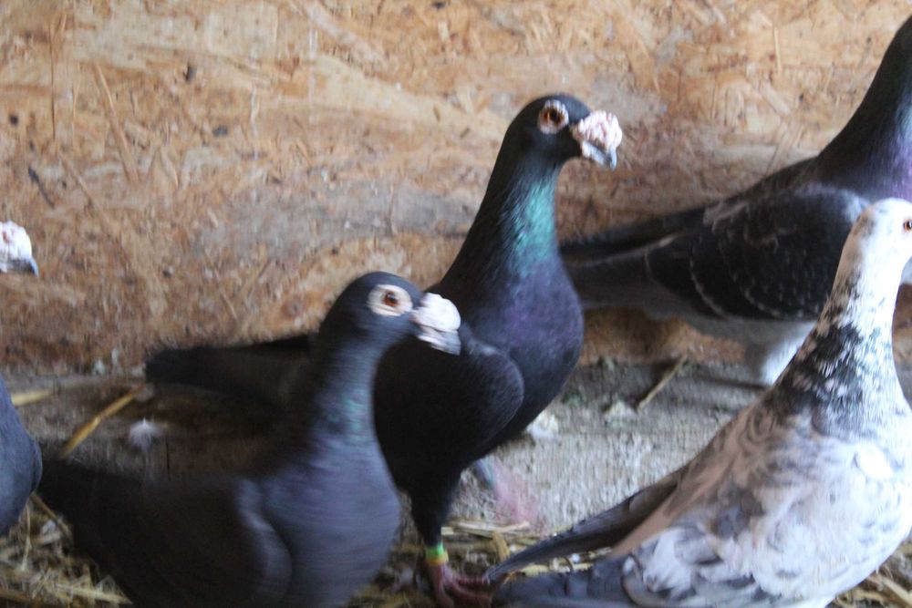 porumbei voiajori duduros