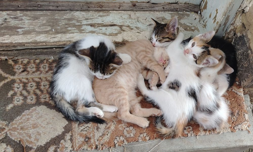 Подаряват се малки котенца.