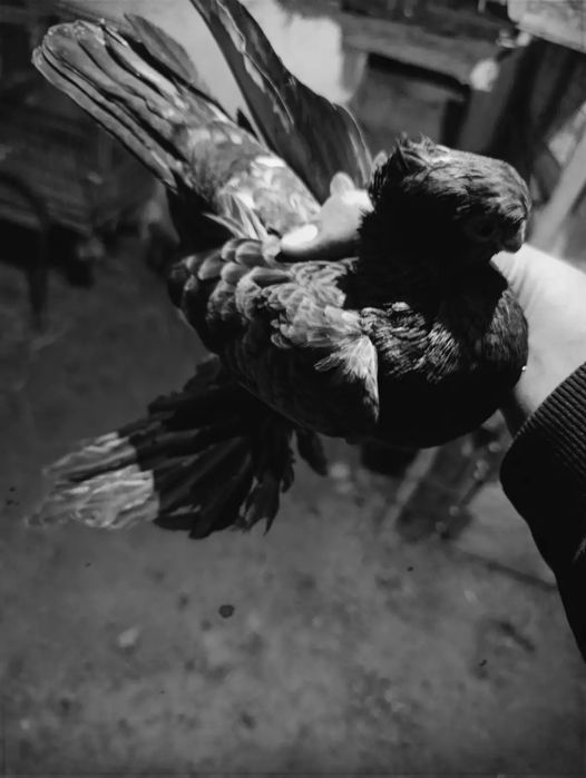 Голубь чилкар самец