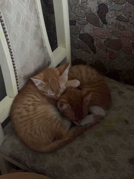 Отдам котят в добрые и заботливые руки