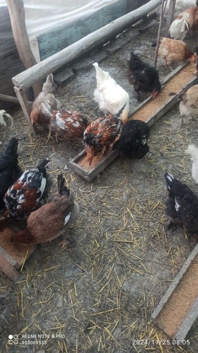 Kürk toviqlar bemalol