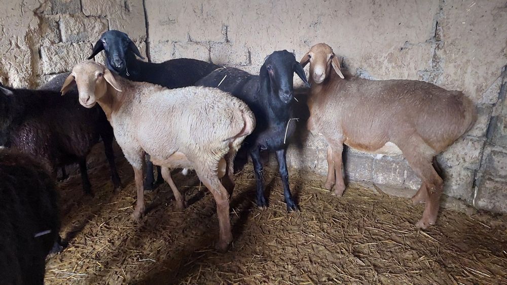 Qo'chqorlar sotiladi