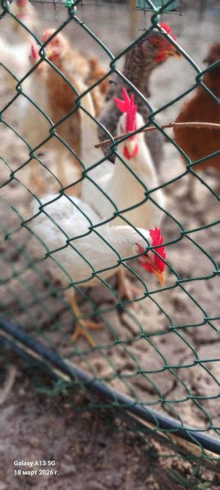 Двойка серами и две млади  петлета бял лекхорн