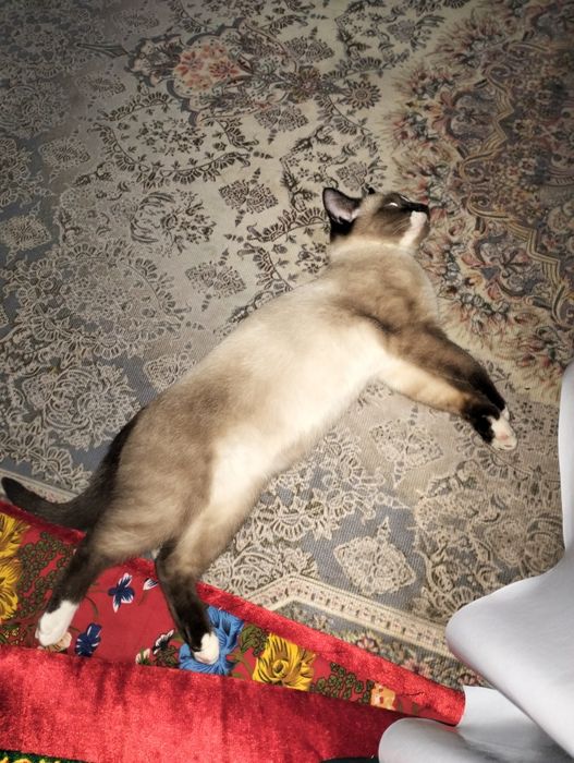 Ищем кошку для вязки