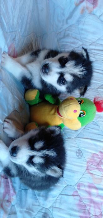 Продам щенков сибирский хаски