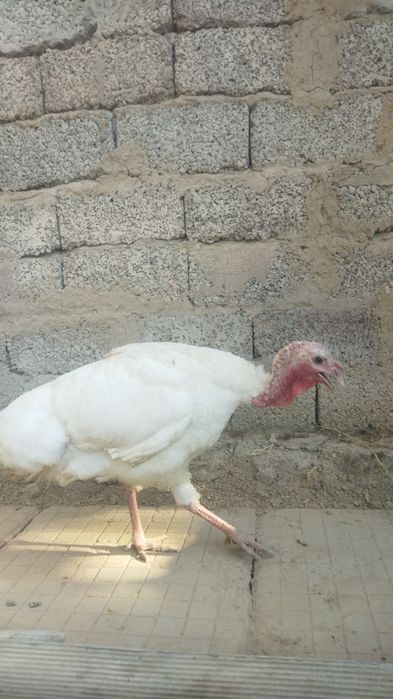 Assalamu aleykum 1 ta kurka va goz bolasi xorozcha sotiladi !!!