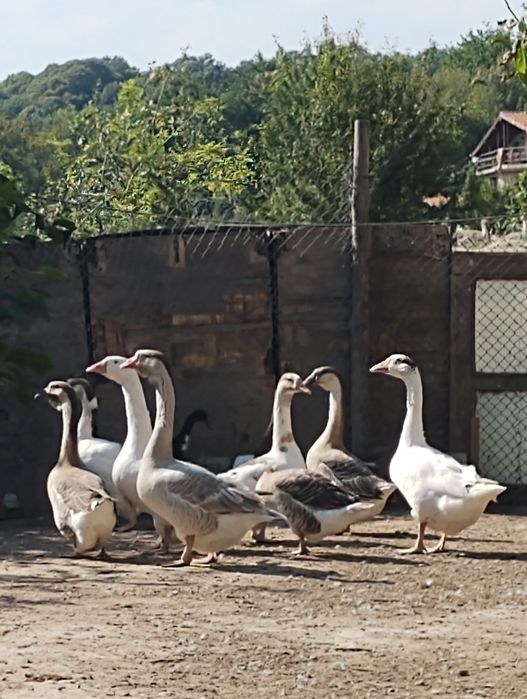 Гъски от различни породи