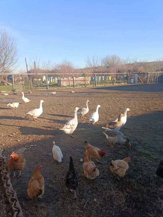 Продавам Гъски..