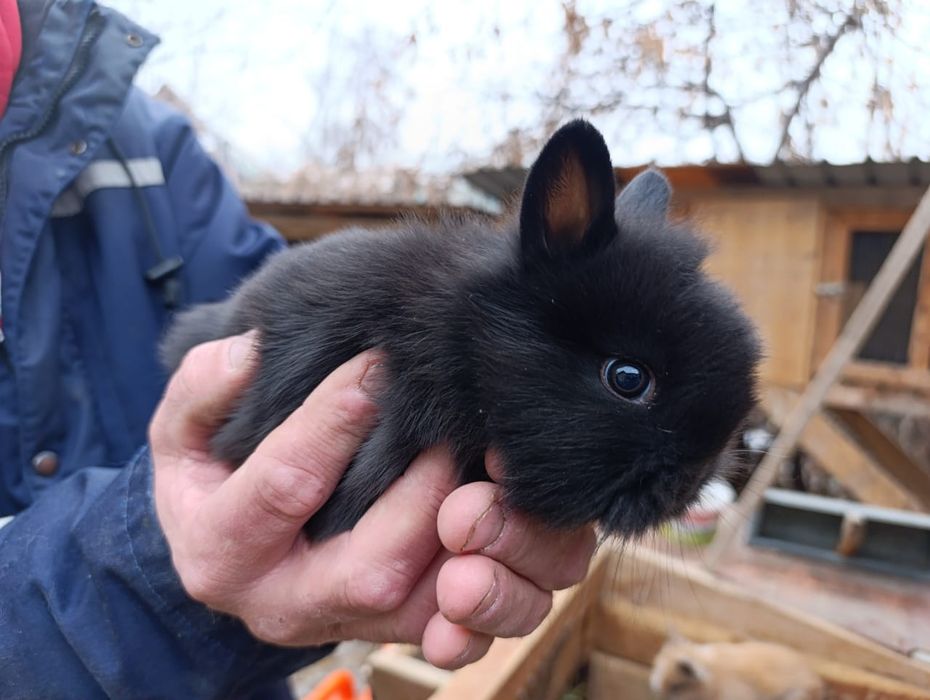 Продам декоративных кроликов
