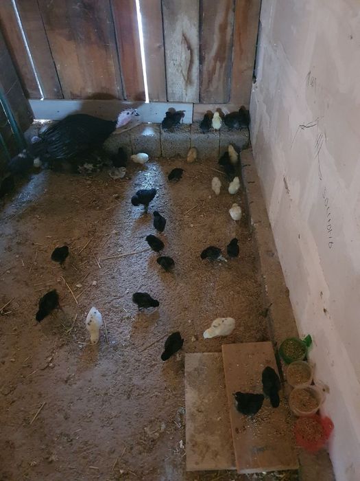 Ona kurka tovuq jo'jalari bilan