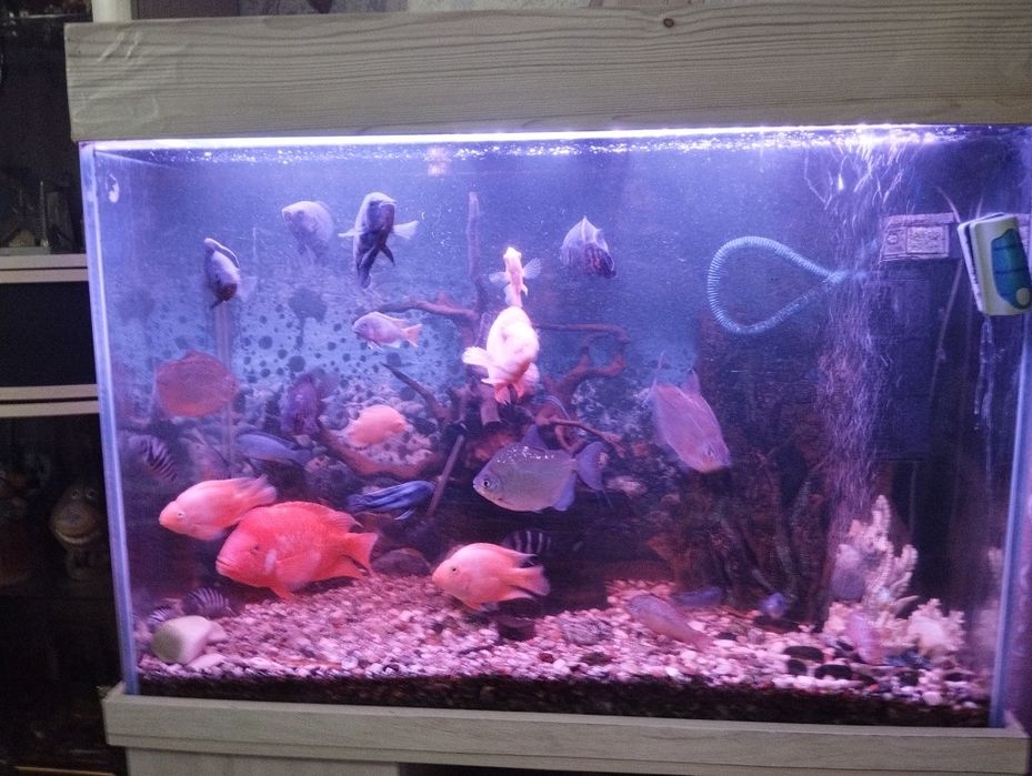 Аквариум оборудованный