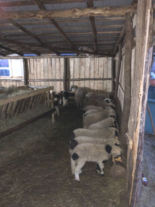 Vând 48 de oi cu mieii lângă ele