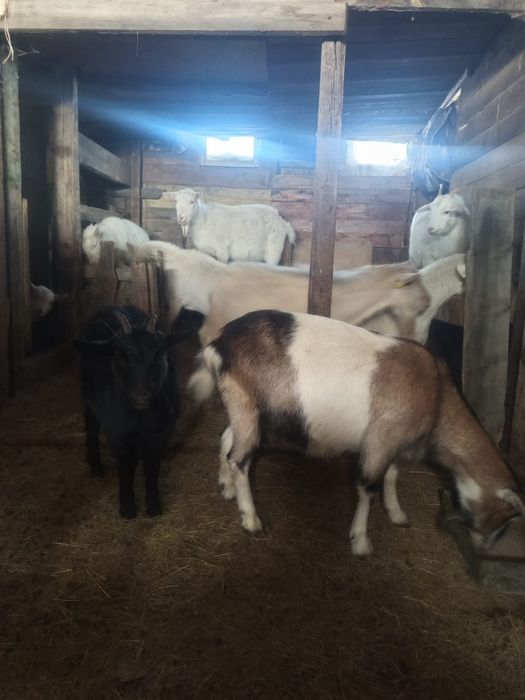 Продам Зааненских коз