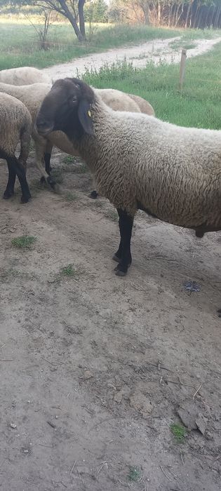Berbeci de vânzare