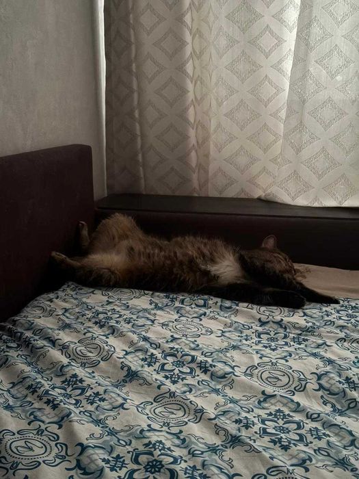 Отдам кошку в хорошие руки