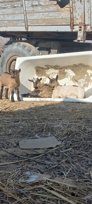 Козы и  козлята.