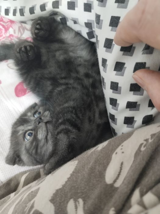 продажа шотландского котенка