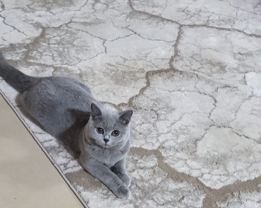 British shorthair blue