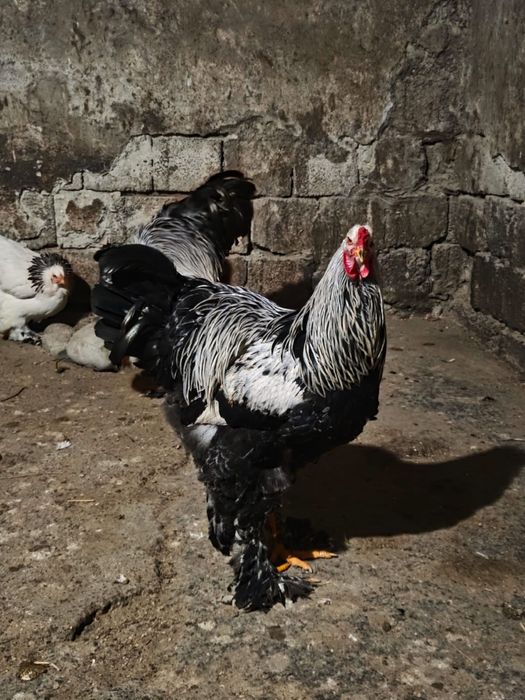 Cocoși Brahma Herminant închis