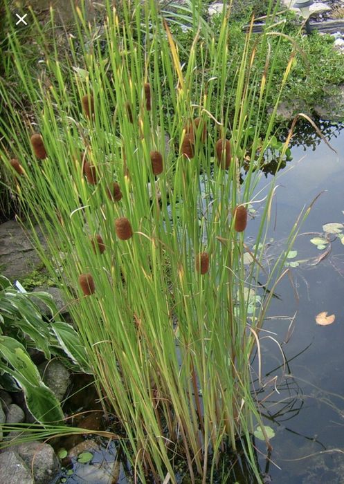 Plante acvatice pt Iazuri