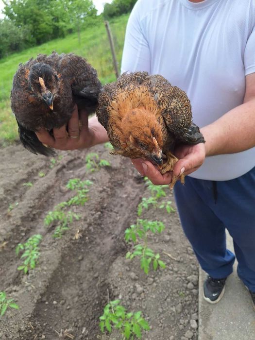 Продавам катунски кокошки, яйца и пилета на различна възраст