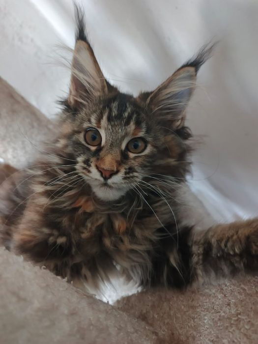 Котята Мейн Куны