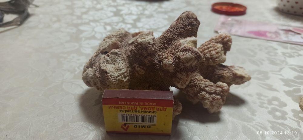 Продам морские кораллы