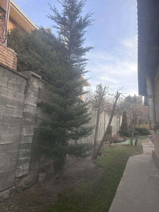 Хвойные и кустарники из грунта