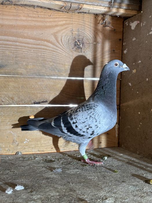 Disponibili matca