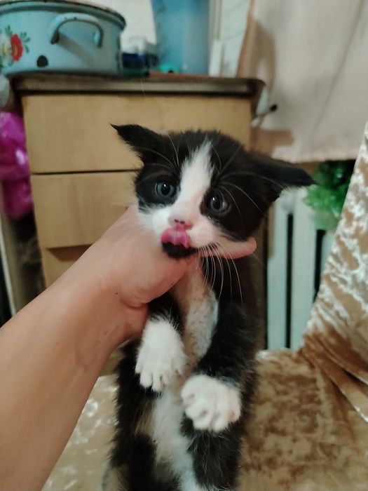 Котенок мальчик!
