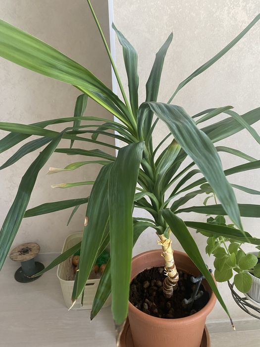 Продам комнатные цветы