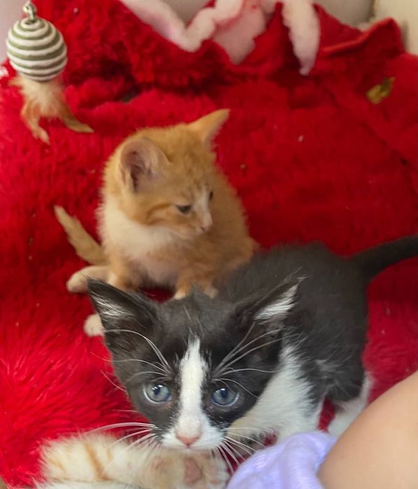 Болажонла уз уйини кидирмокда