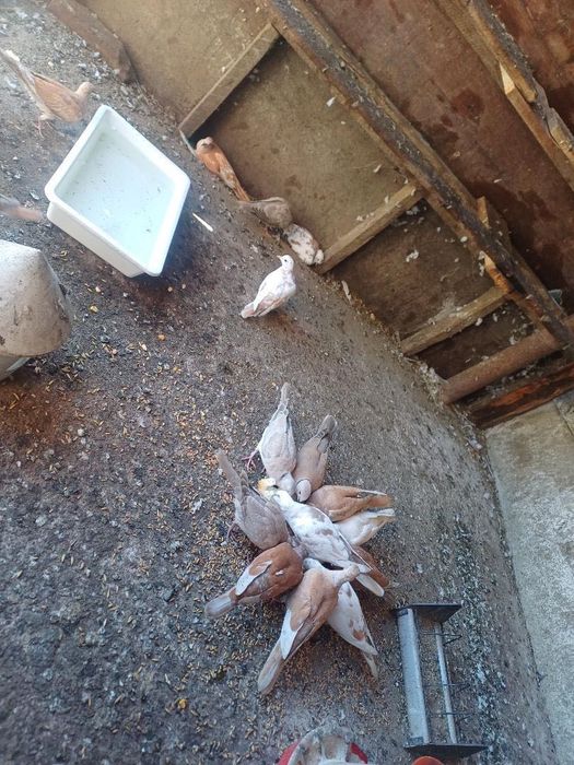 vând turturele răzătoare