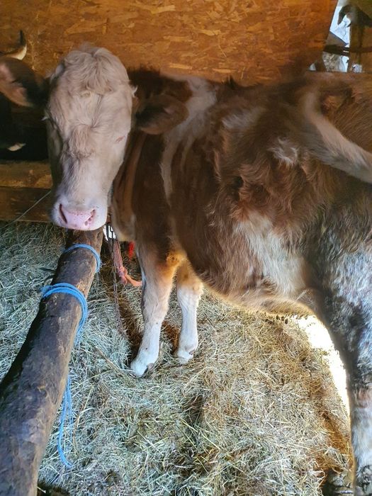 De vânzare 3 juninci Bălțată Românească (11-15 luni)