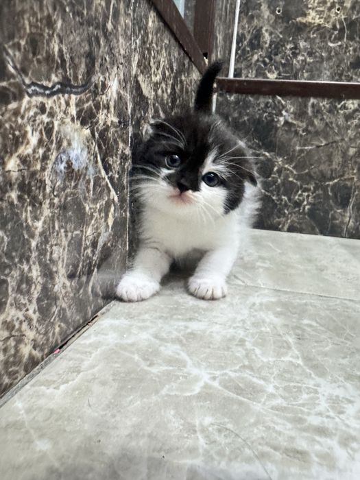 Котята шотландские вислоухие