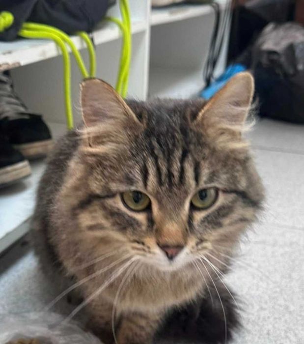 отдам в добрые руки молодого кота