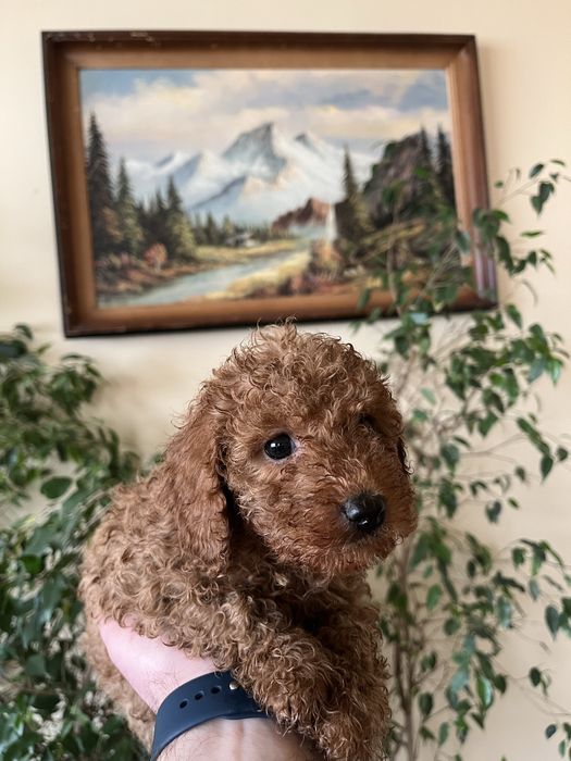 Мини пудели, цвят червен