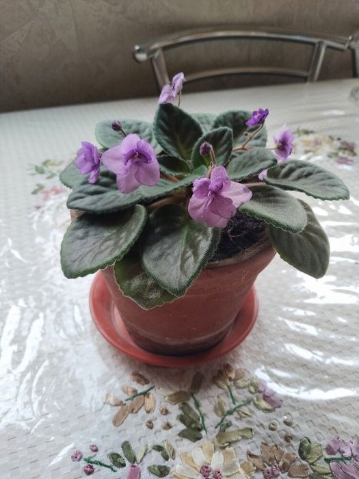 Продается фиалка