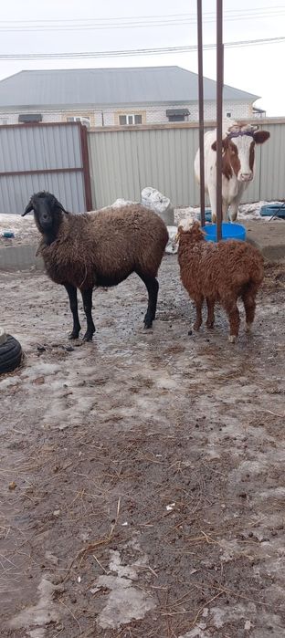 Қозылы қой сатылады