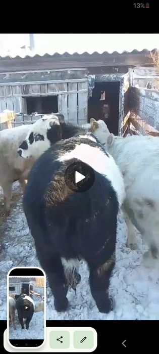 Продам КРС оптом