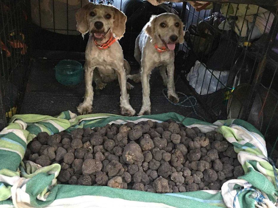 Donez catei pentru trufe