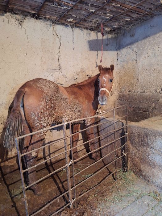 Ургашы тай  байтал