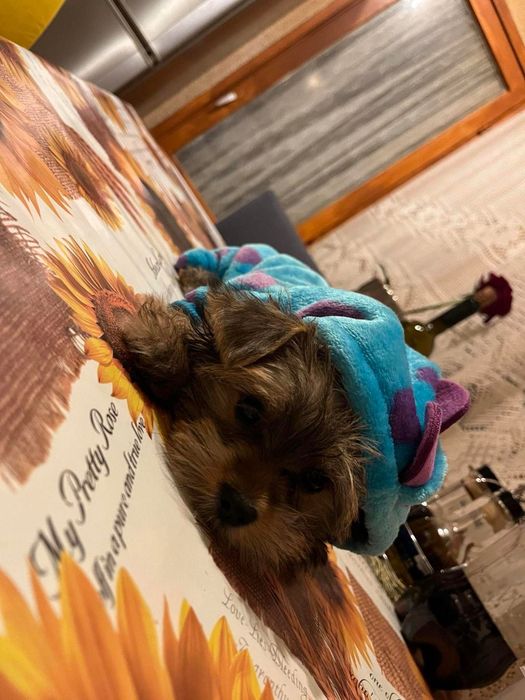 Кучешко облекло за малко куче размер ХС