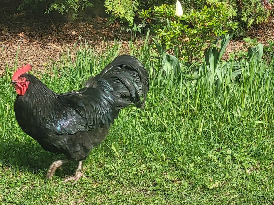 Cocos australorp 1 an